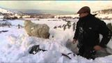 הוא מצא שאת כבשיו לכוד מתחת לשלג
