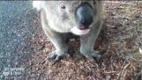Motard rencontre un Koala assoiffé