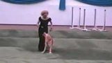 Koreografi med en hund