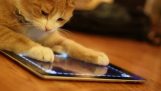 Животные играют в iPad