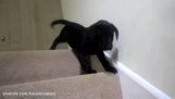 Cachorros y escaleras
