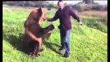 러시아에서 가능성 곰