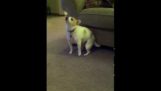 Pes je tanec s "Shake"