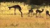 Antilope vesel