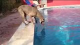 El perro que no le gusta mojarse