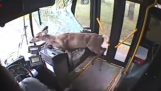Un cerf dans le bus