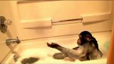 De chimpansee maakt een badkamer