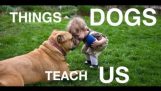 Hva vi lærte hundene