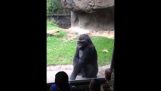 De Gorilla schrikt de kinderen in de dierentuin