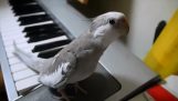 Papegøye sangeren