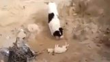Dog buries a dead puppy