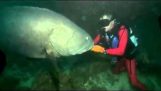 Meeting with a huge grouper