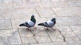 Pigeons in the rhythm of "What is Love"