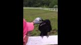 Raven yaklaşan insanlar için yardım