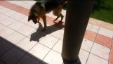 Cuando el perro vio su sombra