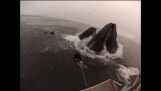 Встреча с двух огромных китов
