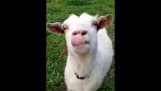 La lingua di capra