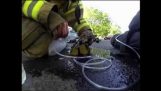 Brandman återställer en levande kattunge