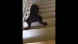 Un perro listo bajando las escaleras