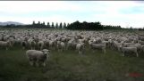 Die Schafe marschieren