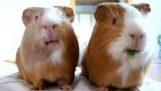 兩個豚鼠的享受他們的蔬菜