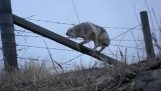 Spasa od kojota koji je bio zarobljen u bodljikavu žicu