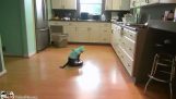 A macska-cápa tisztítja a konyhában