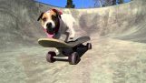 Il cane skater professionista