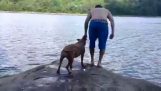 Pes sa snaží zachrániť svojho šéfa