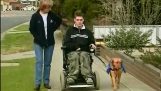Aides de chiens pour les handicapés