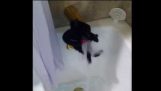 Kada se mačka je iskusila vode