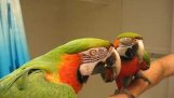 Pametni papagaj