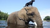 Une amitié originale entre le chien et l'éléphant