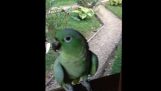 Smějící se papoušek