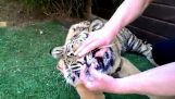 Εξαγωγή δοντιού σε μια τίγρη