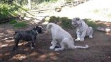 Bulldog spielt mit einem weißen Löwen und einem tiger