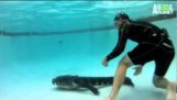 Kako da napravim aligatora iz tvoj bazen