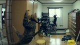 令人惊异的猫跳
