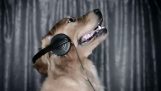 Hunde Singen gegen Krebs