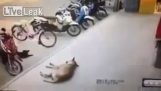 Tyhmä potkiminen koiran nukkuvan, koira iskee takaisin