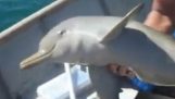 Il salvataggio di un delfino piccolo