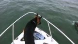 Der Hund, mit Delphinen spielen wollte