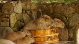 Kapybara teší horúcu kúpeľ