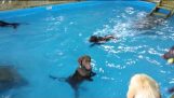 Yüzme nefret eden köpek