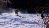 En gepard og en hunden leker i snøen