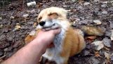 Der glückliche Fuchs