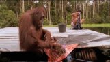 红毛猩猩和洗衣机