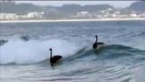 Swans surf