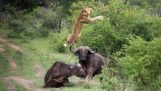 Buffalo is gered door zijn vrienden terwijl de plagen Leeuw