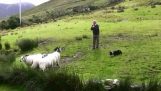 En overraskende Shepherd og hans hunder de utrolige